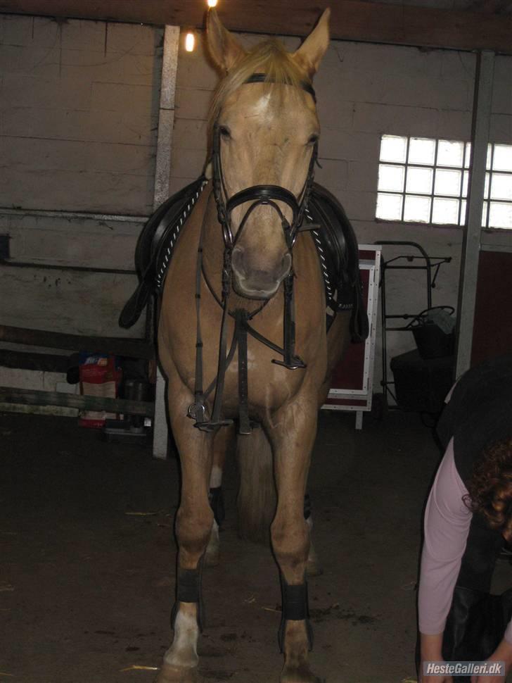 Palomino Kingo  - emma s billede 11