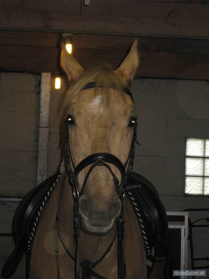 Palomino Kingo  - emma s billede 12