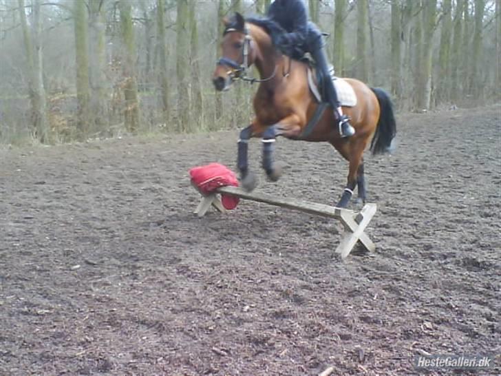 DSP Lille daugårds Tutsi - Springponyen springer lavt :*  billede 13