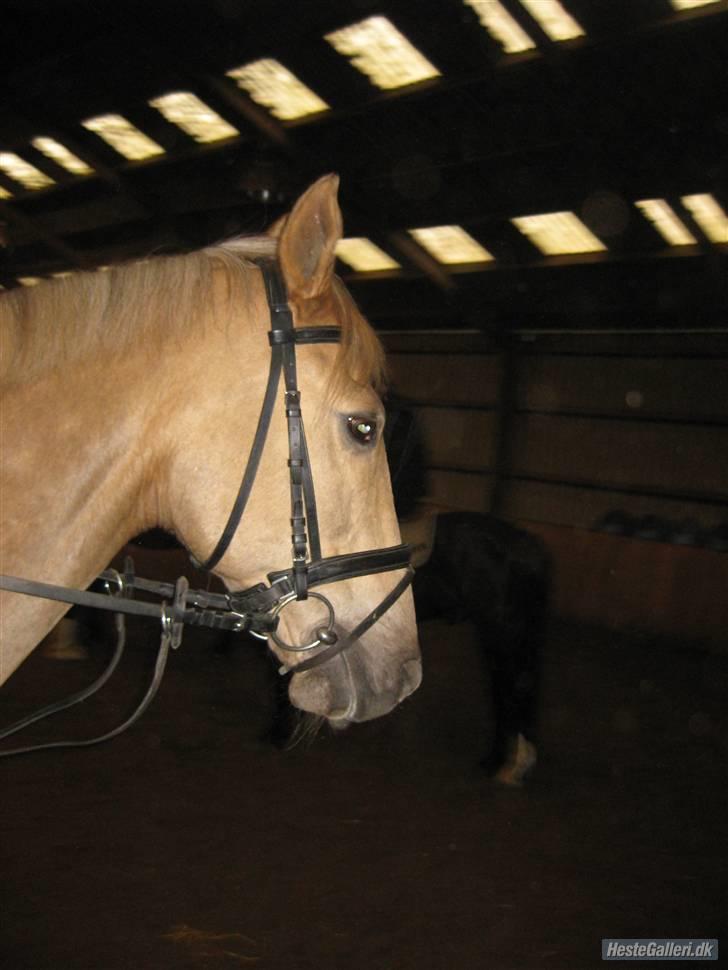 Palomino Kingo  - så er vi ude og ride billede 13