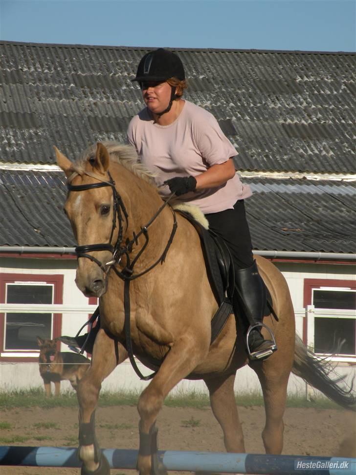 Palomino Kingo  - sara m billede 15