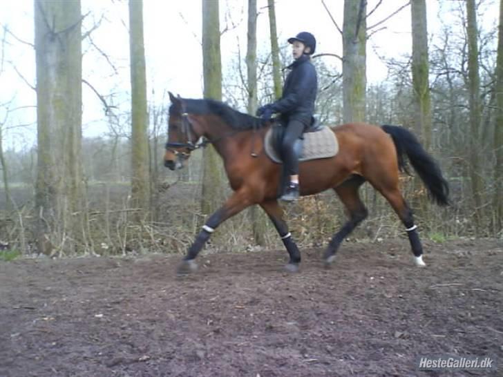 DSP Lille daugårds Tutsi - Stjernepony <3 billede 14