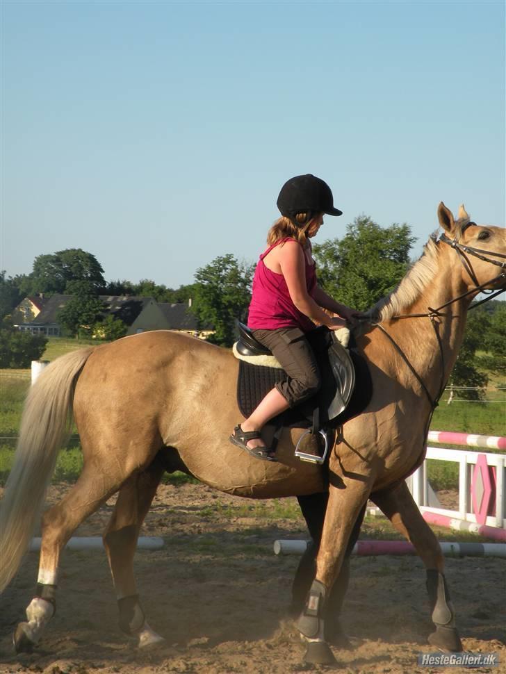 Palomino Kingo  billede 17