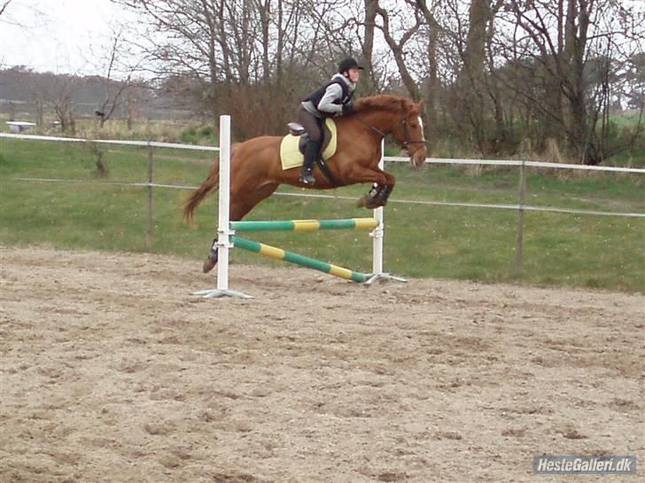 Frederiksborg Bibi  (Solgt) - Bibi og jeg der springer.. billede 9
