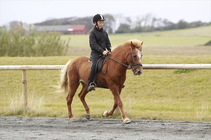 Islænder Kylja frá Wiesenhof billede 11
