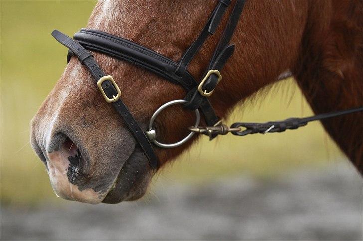 Islænder Kylja frá Wiesenhof - Hendes smukke mule.. billede 12