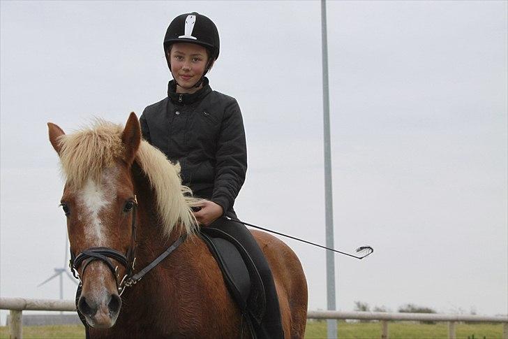 Islænder Kylja frá Wiesenhof billede 13