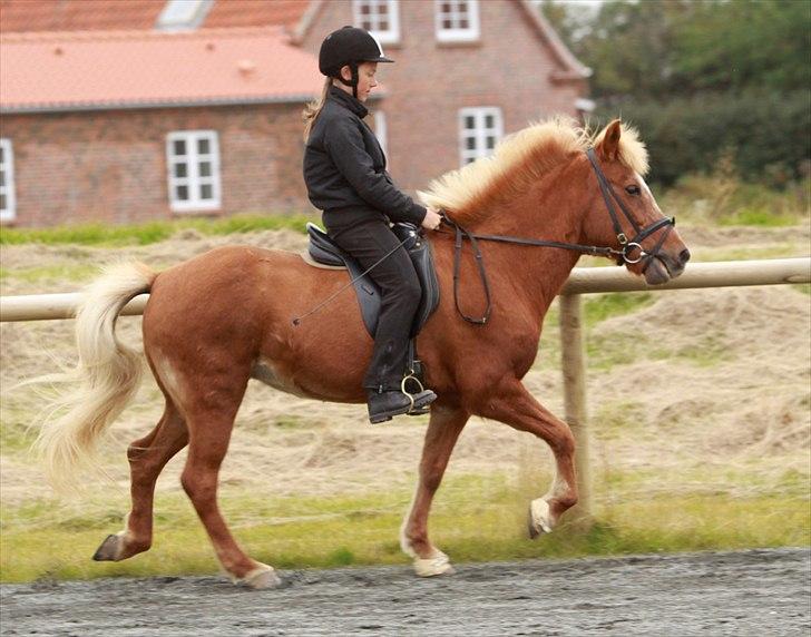 Islænder Kylja frá Wiesenhof - Tölt lang form igen... billede 14