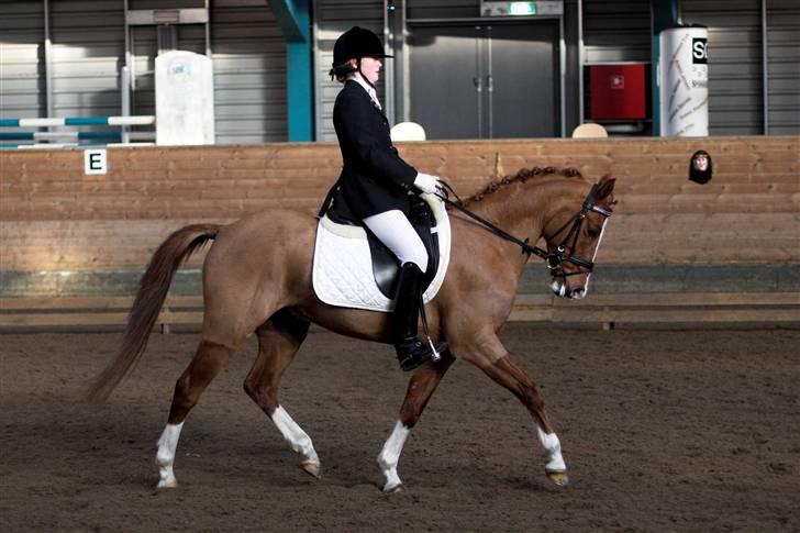 Hollandsk Sportspony Lunderup's  Magnum R.I.P. billede 14