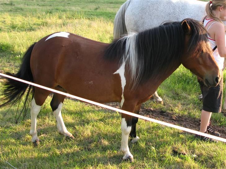 Anden særlig race Magnus billede 12