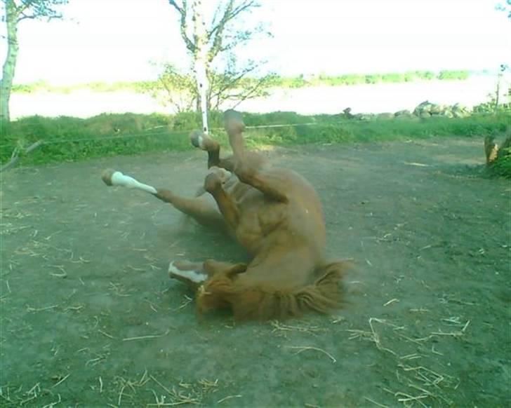 Anden særlig race Low Länder (NU TILBAGE IGEN) billede 20