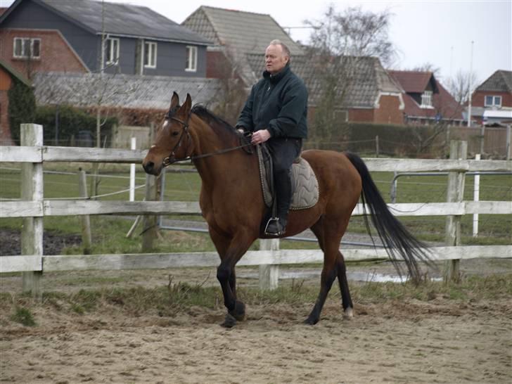 Arabisk fuldblod (OX) Ipaya billede 2