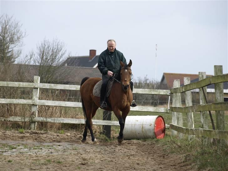 Arabisk fuldblod (OX) Ipaya billede 3