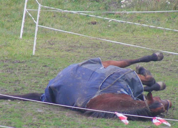 Anden særlig race schamy billede 7