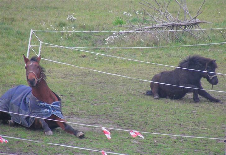 Anden særlig race schamy - schamy`s lille lege ven tarzan..      øv tarzan blev solgt billede 8