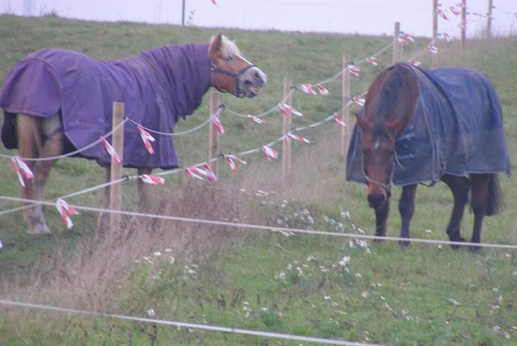 Anden særlig race schamy - schamy på fold  billede 9