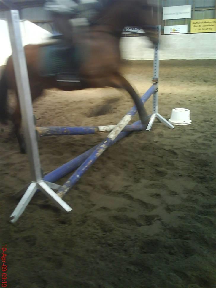 Holstener Rocky DJ    solgt :'( - Rockys første spring undervisning for første gang ! d; <3 du for go´ billede 14