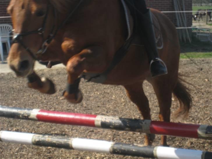 Anden særlig race Tanja<33 - hop tanja hun springer som en drøm billede 20