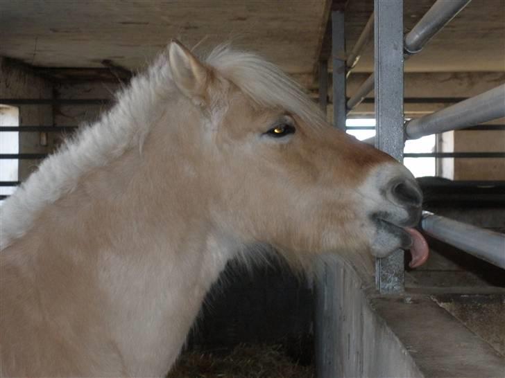 Fjordhest † Fie† billede 14