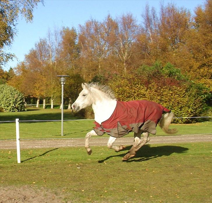 New Forest V. Stenhedens Tinni billede 9