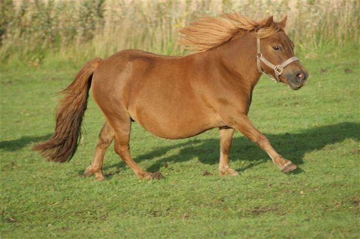 Shetlænder Hedelunds Anja - Vildhest! 2009 billede 8