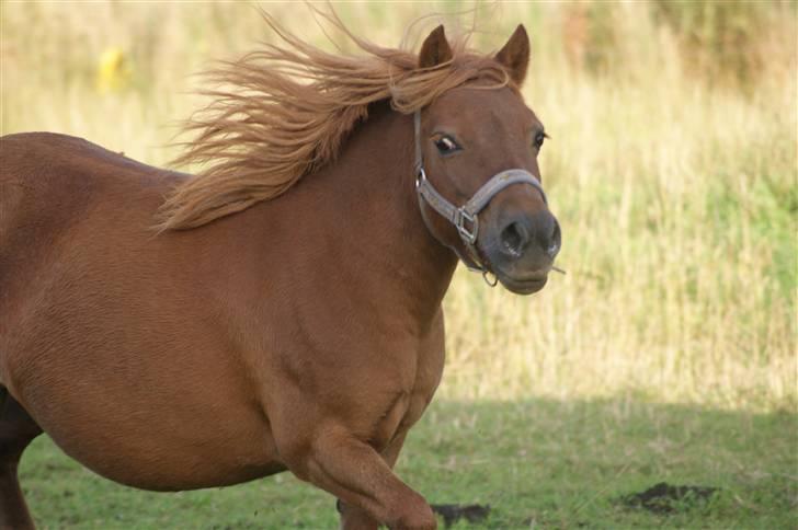 Shetlænder Hedelunds Anja - Happy Anja! 2009 billede 9