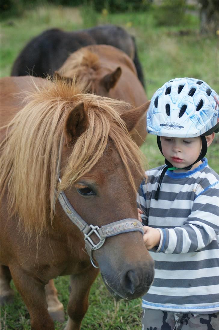 Shetlænder Hedelunds Anja - Markus Synes anja er søøøøøød! 2009 billede 10