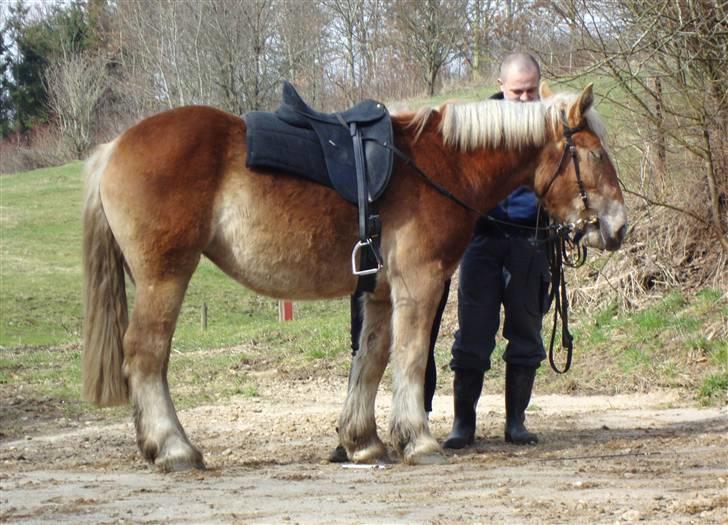 Jyde #  Mosegårdens Ronja  #  - 03-04-2010. Jeg er lige ved at rette underlaget og spænde sadlen inden Ronja skal have rytter på for første gang. billede 19