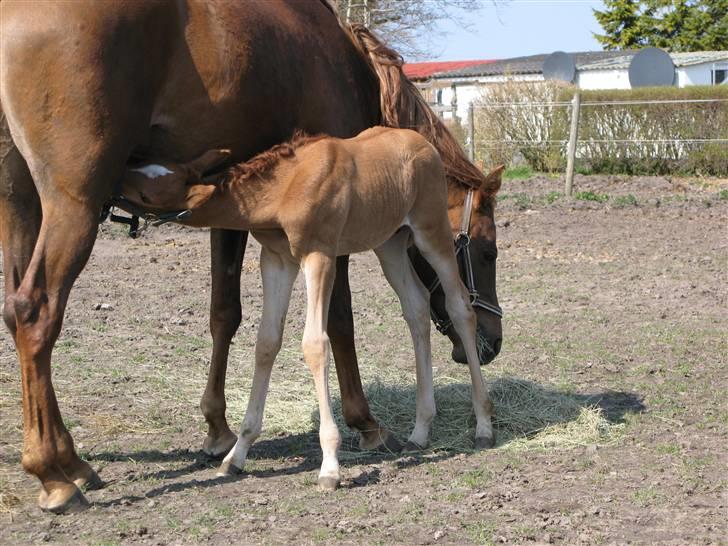 Arabisk fuldblod (OX) Emilio DØD D. 21. maj - 10.april. Dejligt med en mælketår billede 8