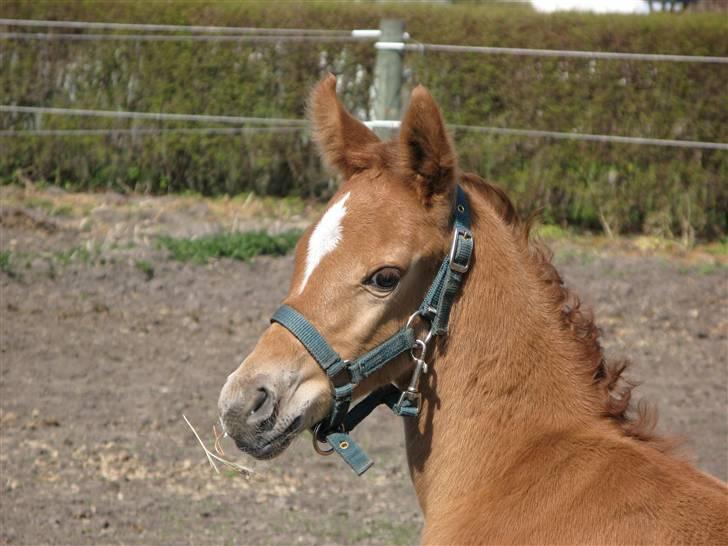 Arabisk fuldblod (OX) Emilio DØD D. 21. maj - 10. april billede 9