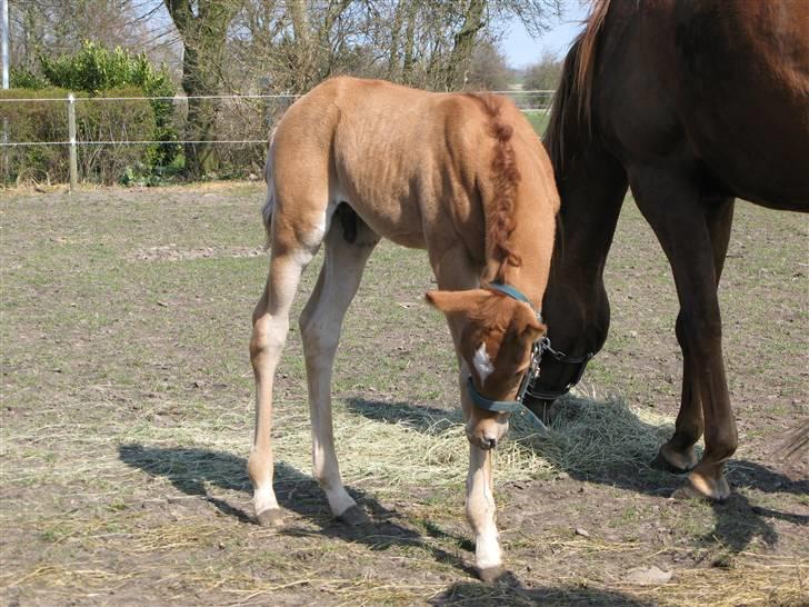 Arabisk fuldblod (OX) Emilio DØD D. 21. maj - 10. april billede 10