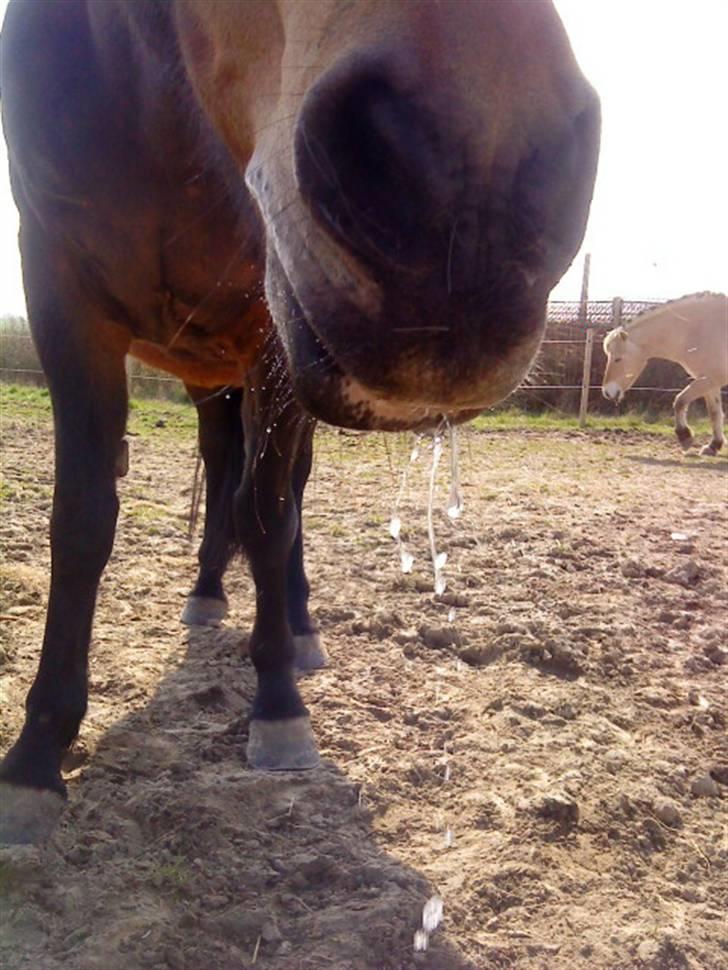 New Forest /Pinto   Celine -  Cille  - 9/4-09 . Cille har svært ved at holde på mundvandet en gang imellem . :) billede 14