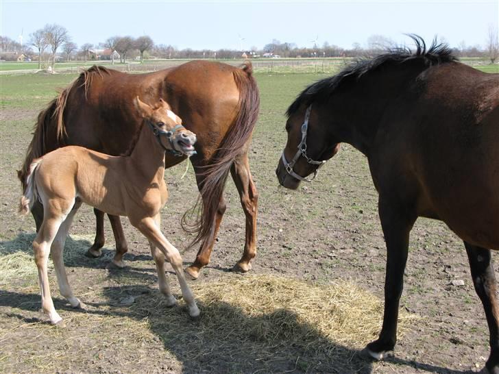 Arabisk fuldblod (OX) Emilio DØD D. 21. maj - 1.april. Uh Ha hun er farlig hende tante Ragina. billede 11