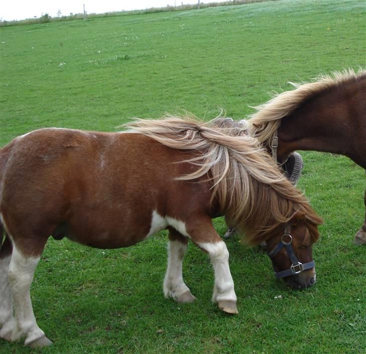 Shetlænder Patrick - Palle og Prins på fold <3  billede 14