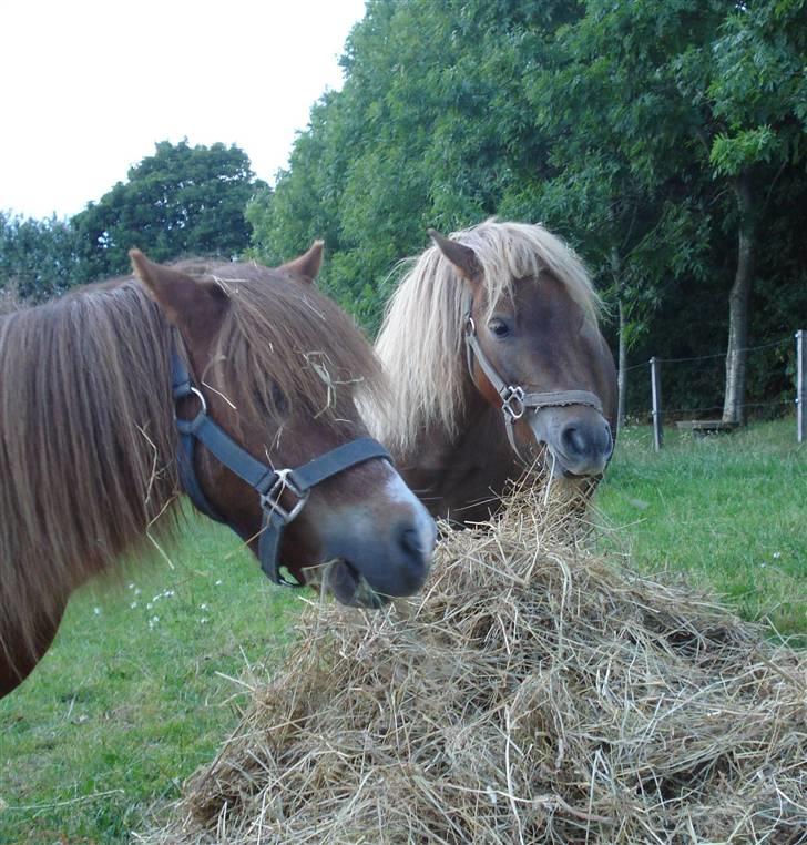 Shetlænder Patrick - Palle og Prins der er godt tilfredse med noget hø <3  billede 15
