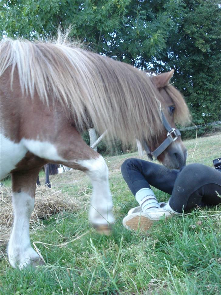 Shetlænder Patrick - Hvem er det ?  billede 16