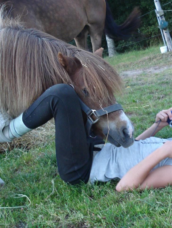 Shetlænder Patrick - Palle der syntes det er underligt Sofie ligger på jorden (:  billede 17