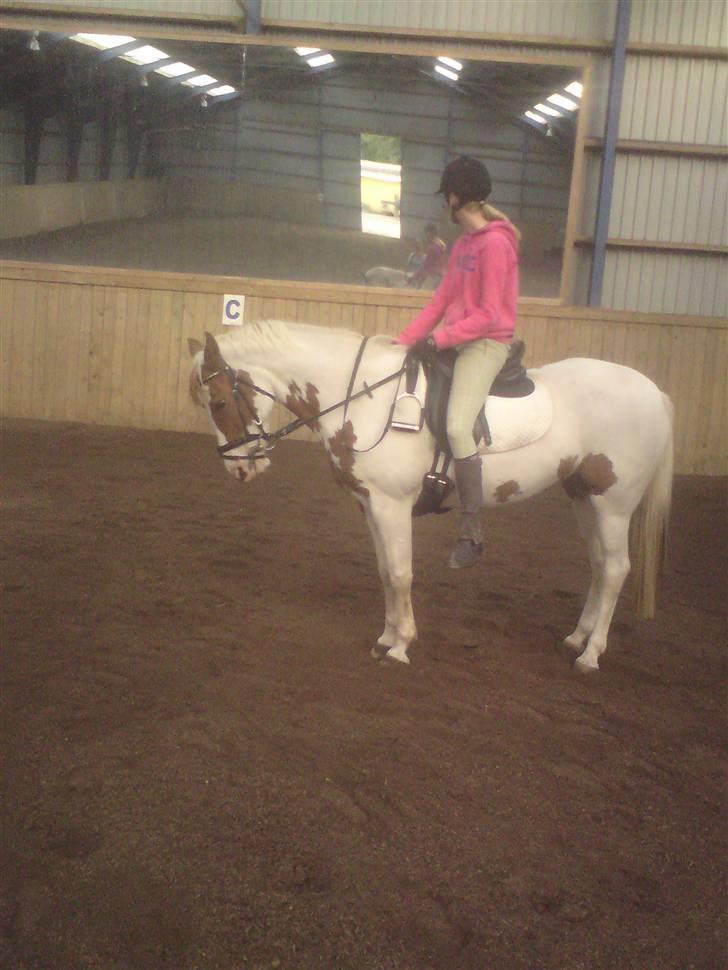 Pinto Bibi - parade ;) Foto: Fanny billede 18