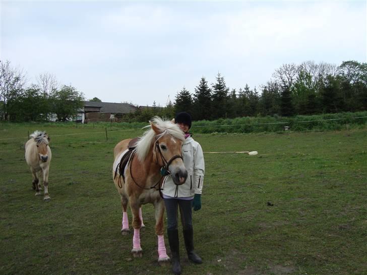 Haflinger Honey Flicka billede 3