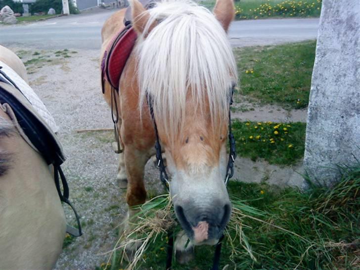 Haflinger Honey Flicka billede 4