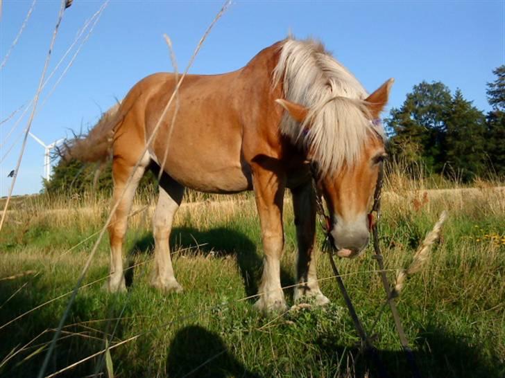 Haflinger Honey Flicka billede 5