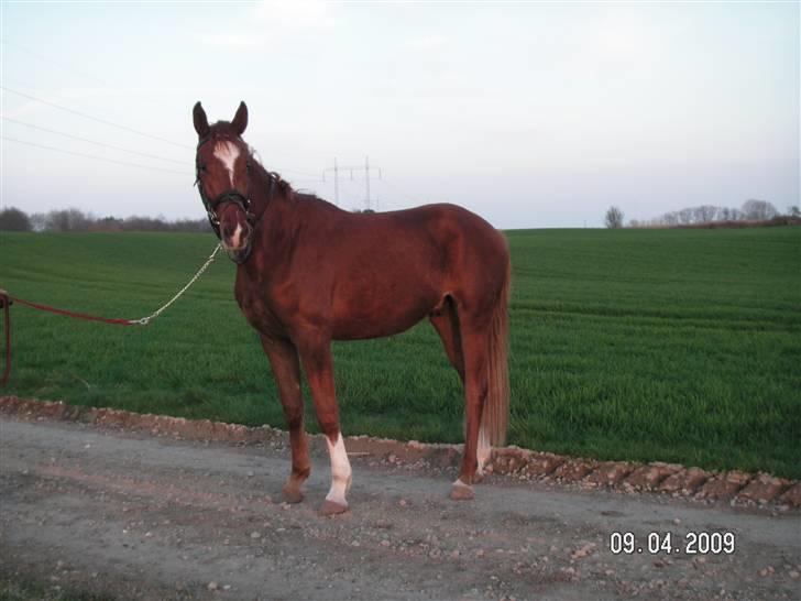 Hannoveraner Dacabri - <3 billede 14