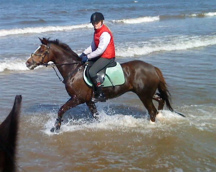 New Forest  carlo    SOLGT  - mig og carlo ved stranden den 9/4 09  god dag :P billede 14