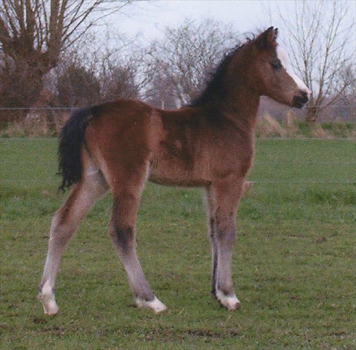 Welsh Mountain (sec A) Fakla Gerald A-pony  ¤Solgt¤ - Det sødeste lille føl!! billede 11