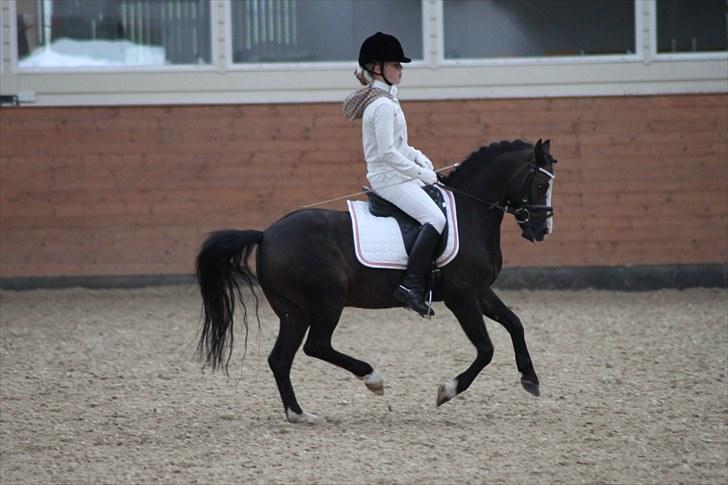 Welsh Mountain (sec A) Fakla Gerald A-pony  ¤Solgt¤ - Opvarmning til Danmarkmesterskabet 2010 :-) Søde pony!! Tak for alt :-) billede 12