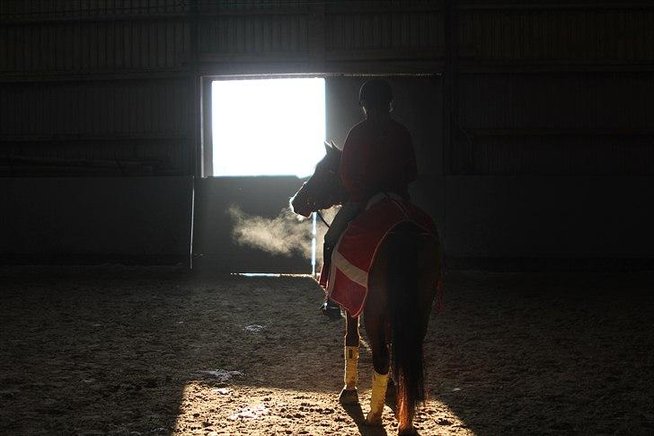 Anden særlig race Elvis SOLGT - Mit yndlingsbillede, fotograf Emilie :) billede 2