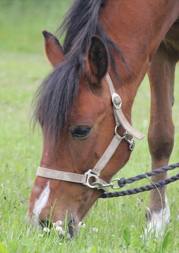 Anden særlig race Elvis SOLGT - Elvis - the King arhaha! :D billede 4