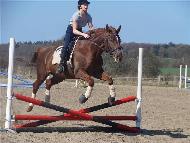 Dansk Varmblod {Rositta <3} SOLGT - - Springning :) billede 3