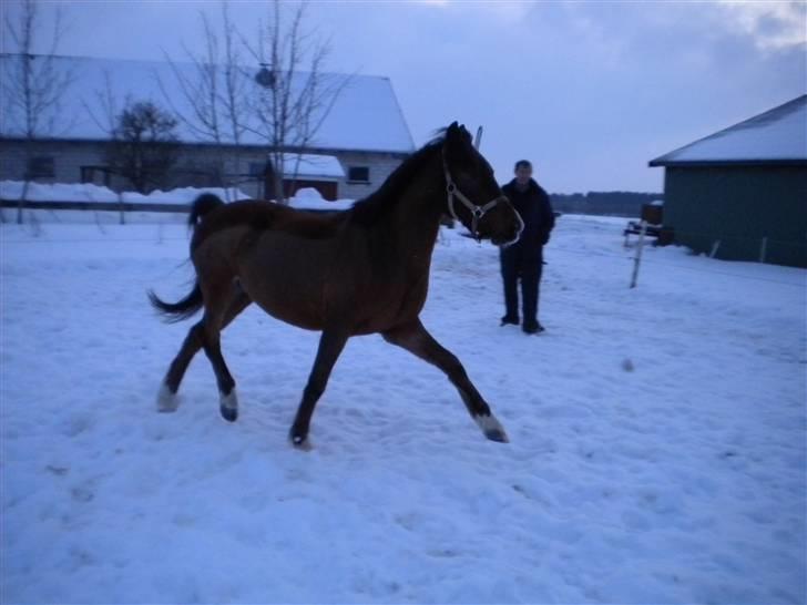 Anden særlig race Elvis SOLGT - Lille Elvis viser sig frem på marken - han kan jo godt :) billede 11