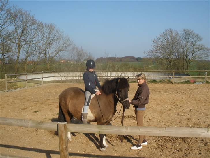 Islænder Geysir f Løkkegaard•Geyler• billede 8